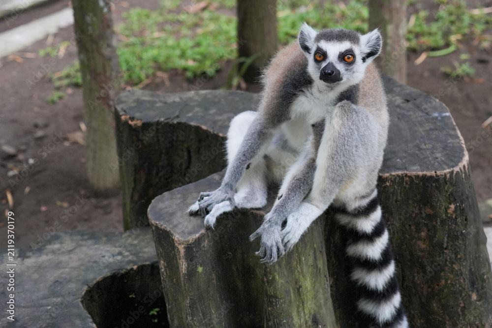 Fototapeta premium A ring-tailed lemur sitting on a large wooden tree stump.