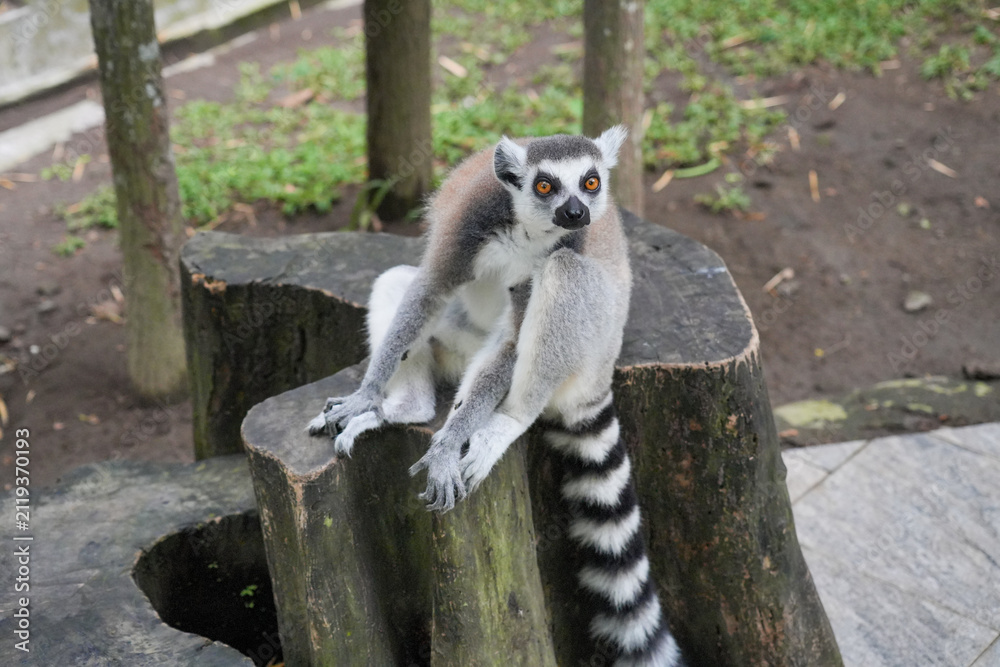 Fototapeta premium A ring-tailed lemur sitting on a large wooden tree stump.
