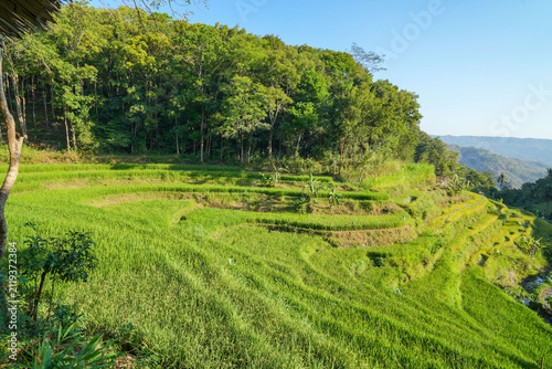 Obraz na plátně Beautiful lush green terraced rice fields on a hillside next to a dense tropical forest in rural Indonesia