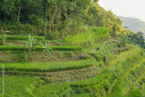 Photography Beautiful lush green terraced rice fields on a hillside next to a dense tropical forest in rural Indonesia