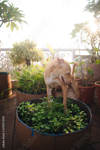 Playful dog jumping on plants in garden being mischevious