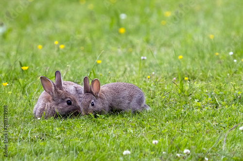 Wildkaninchen in Melsungen-Adelshausen