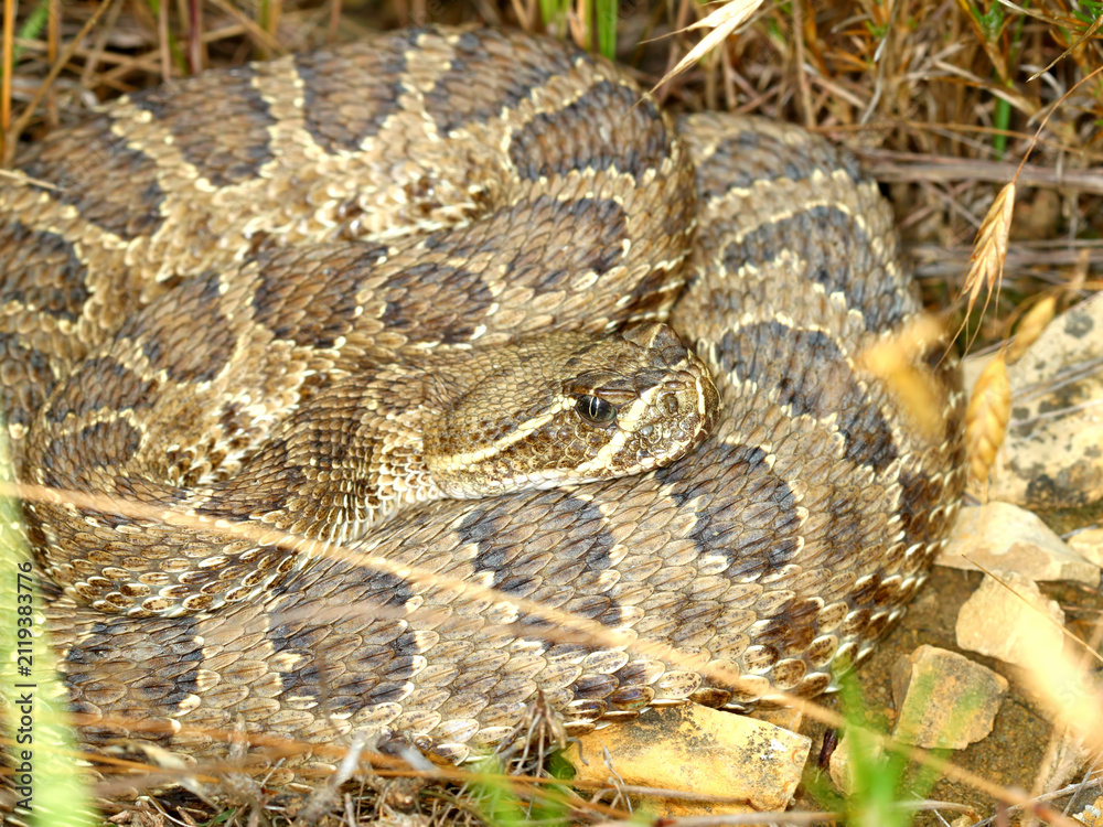 Fototapeta premium Prairie Rattlesnake in South Dakota