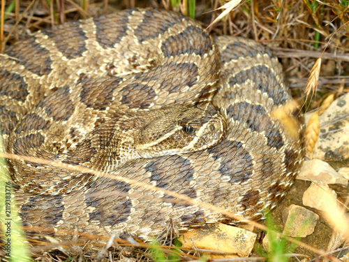 фотографія Prairie Rattlesnake in South Dakota