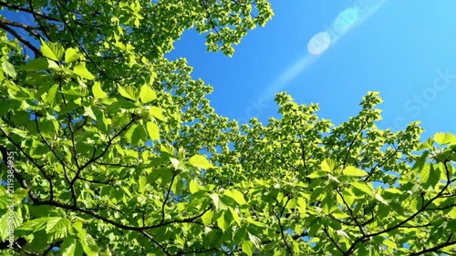Bright green leaves of a tree reaching towards the clear blue sky on a sunny day