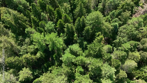 Finnish forest with exotic trees in Hämeenlinna, Aulanko from air top down view and a road and cars in cinematic slow motion. 