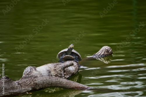 Fotografie Turtle basking on log in green water