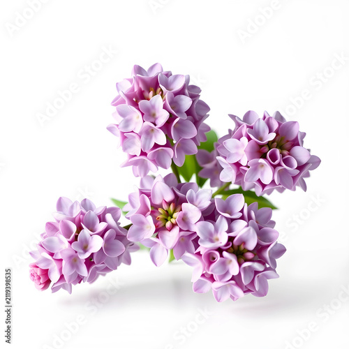 Purple lilac flower cluster...