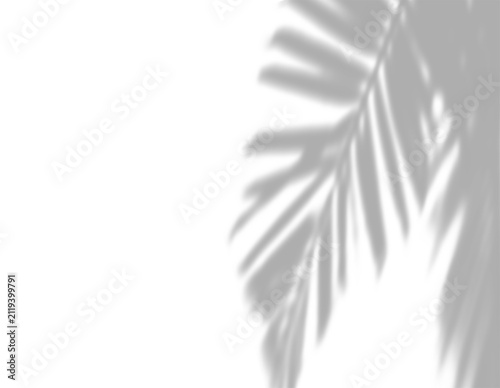 Shadow overlay effects of abstract natural tree leaves shadow on wall background,Summer sunlight and shadow overlay effect,branches of a tree shadow,autumn leaves shadow,plants shadow
