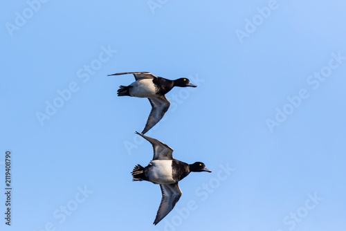 00740-00309 Lesser Scaup (Aythya affinis) in flight Clinton Co.  IL