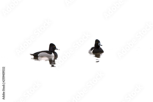 Konstfotografi 00742-00209 Ring-necked Duck (Aythya collaris) in wetland, Marion Co