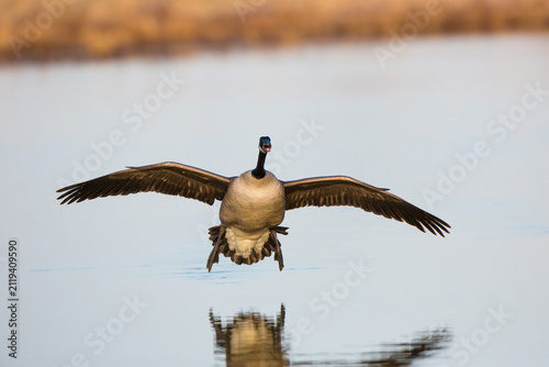 Foto 00748-05702 Canada Goose (Branta canadensis) flying in for landing, Marion Co
