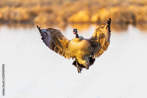 Foto 00748-07320 Canada Goose (Branta canadensis) landing in wetland Marion Co