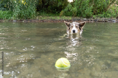Canvastavla Wet Border Collie swimming through calm river water toward a floating tennis ball during water fetch training, with generous copy space