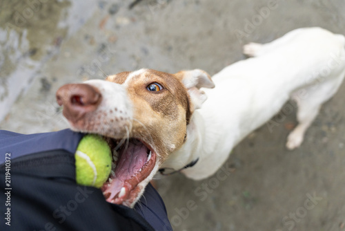 Quadro su tela Excited dog opening its mouth to take a tennis ball from its owner during an interactive outdoor game of fetch, photographed from above
