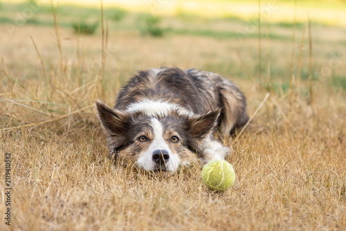 Foto Wet Border Collie lying on dry summer grass and staring attentively at a tennis ball while waiting for the next fetch command