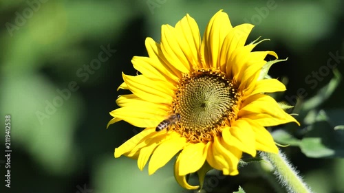 Nahaufnahme einer Biene im Flug an einer Sonnenblüte im Sonnenlicht