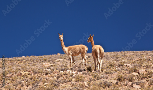 Cuadro en lienzo Two wild vicunas standing on mountain slope under deep blue sky Peru