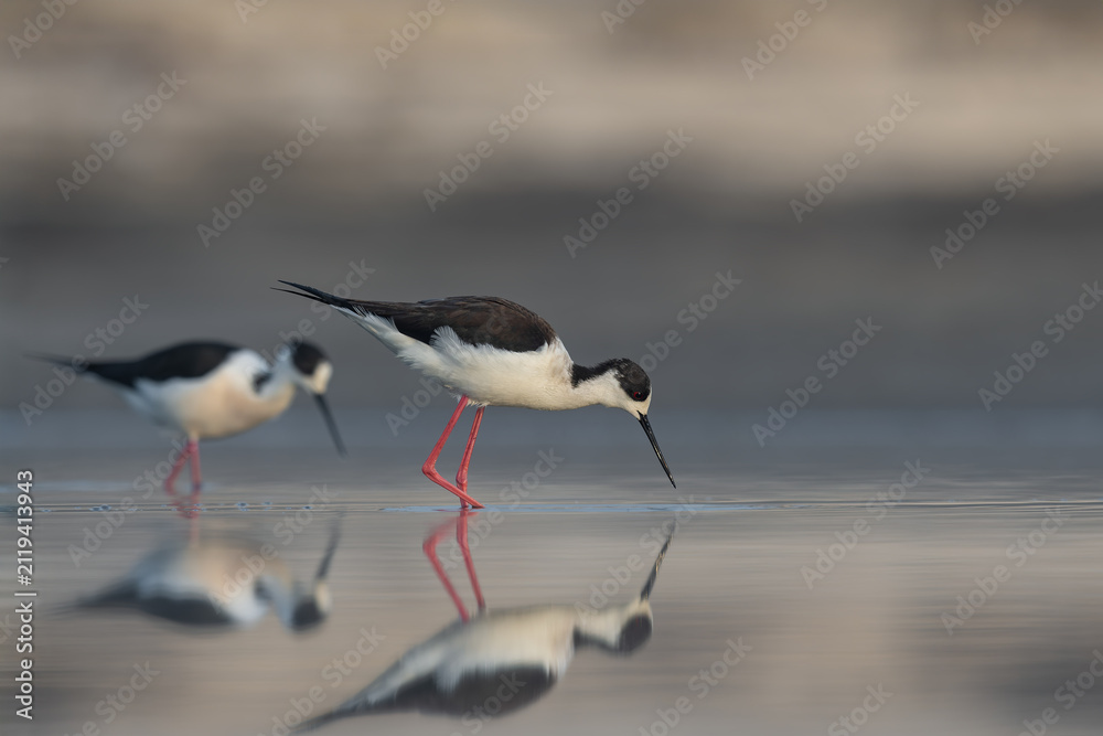 Obraz premium Two black-winged stilts foraging in shallow water with reflections