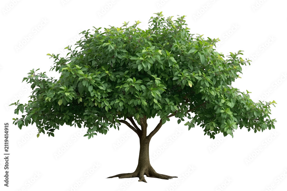 Obraz premium Full green leafy tree with rounded canopy