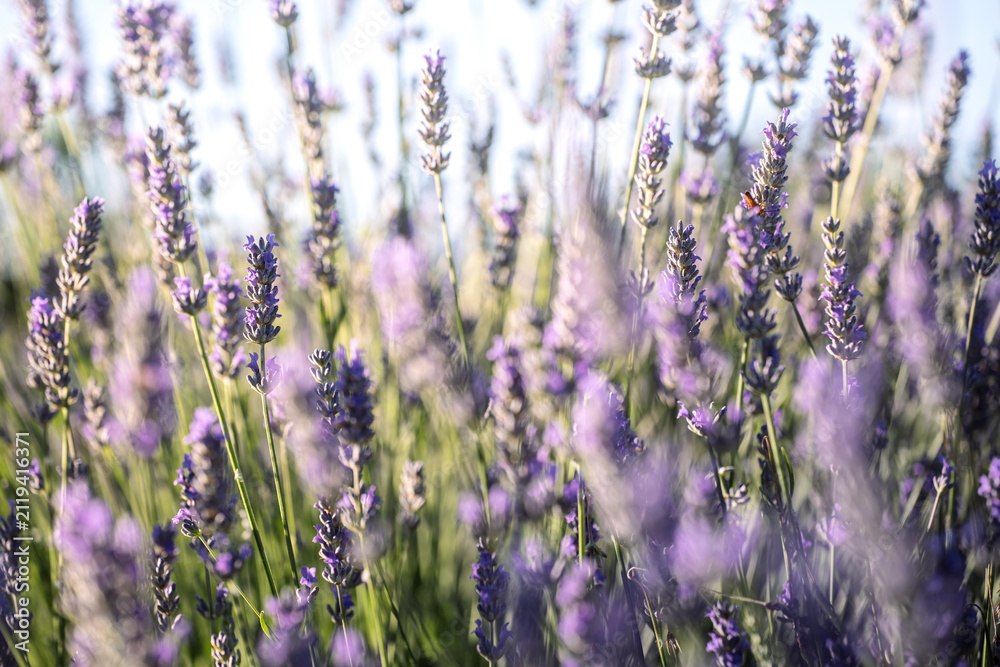 Obraz premium Lavender Field Stems in Bright Summer Light