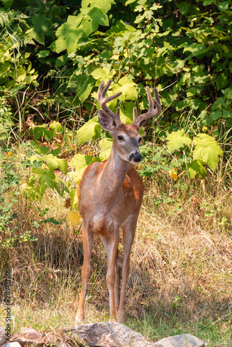 White-tailed deer, Odocoileus virginianus, standing at the edge of the forest - close up