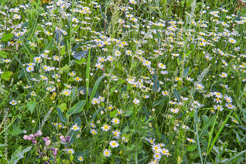 Daisy Meadow in Spring