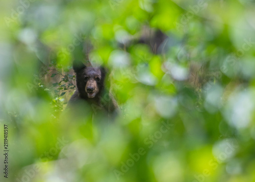 Bild auf Leinwand Black bear (Ursus americanus californiensis) seen through foliage