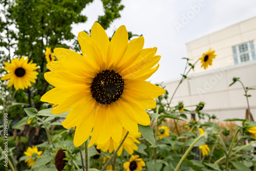 Beautiful exterior view of the Idaho Falls Idaho Temple of The Church of Jesus Christ of Latter-day Saints, featuring its distinctive white spire, elegant architecture, and peaceful grounds along the 