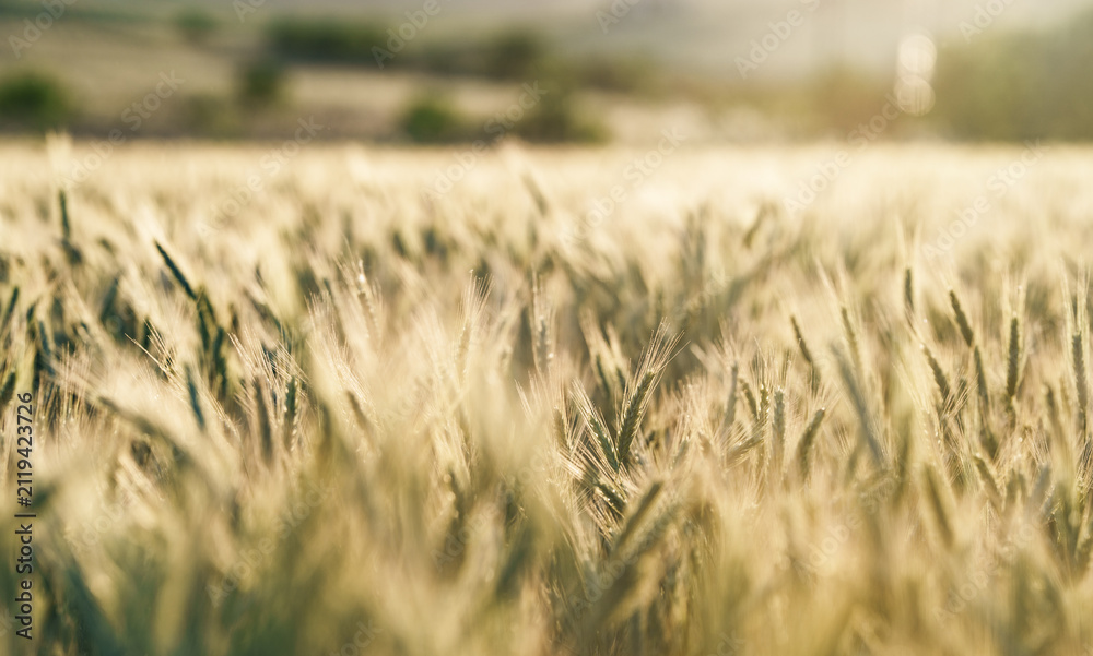 Obraz premium Golden Barley Field in Soft Evening Light