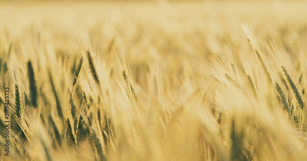 Obraz premium Golden Barley Field Macro in Soft Focus