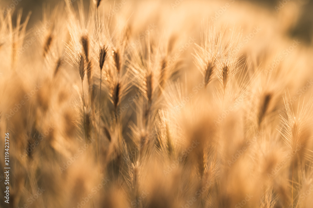 Obraz premium Golden Foxtail Grass in Warm Sunset Light