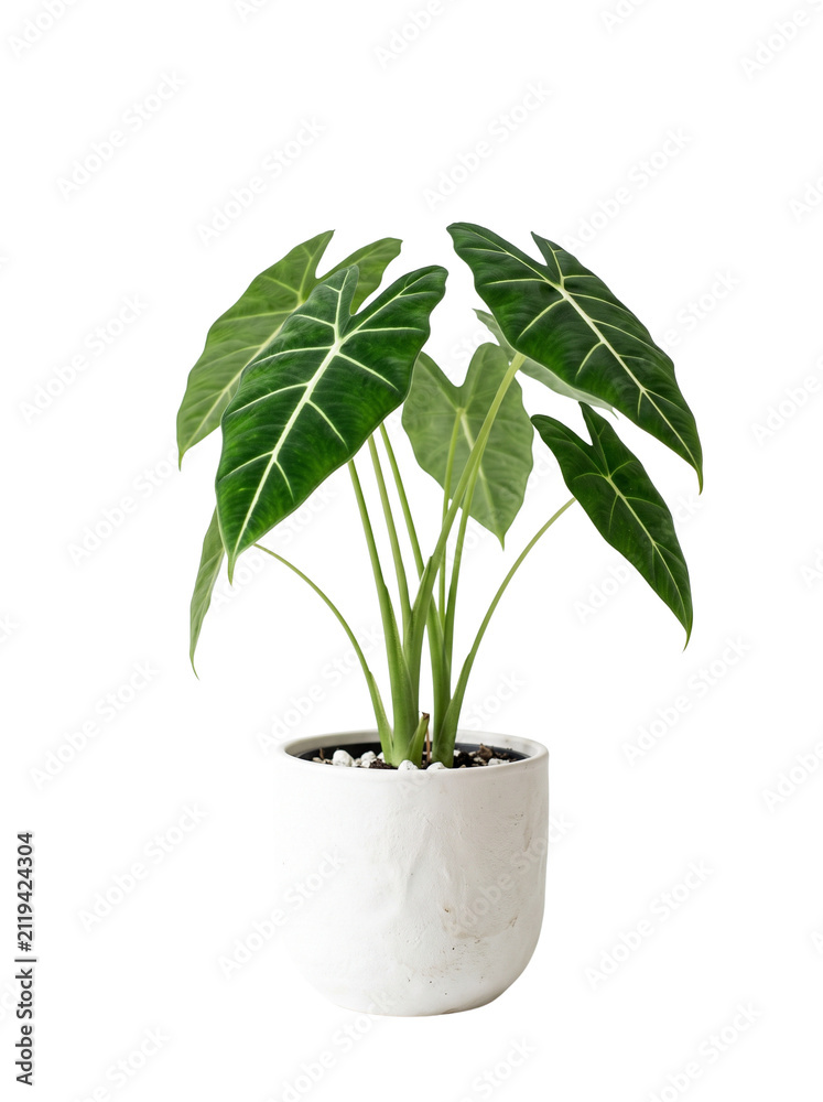 Fototapeta premium Alocasia Frydek showing velvety green leaves and bright white veins