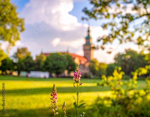 Pink wildflowers blooming in golden hour park background