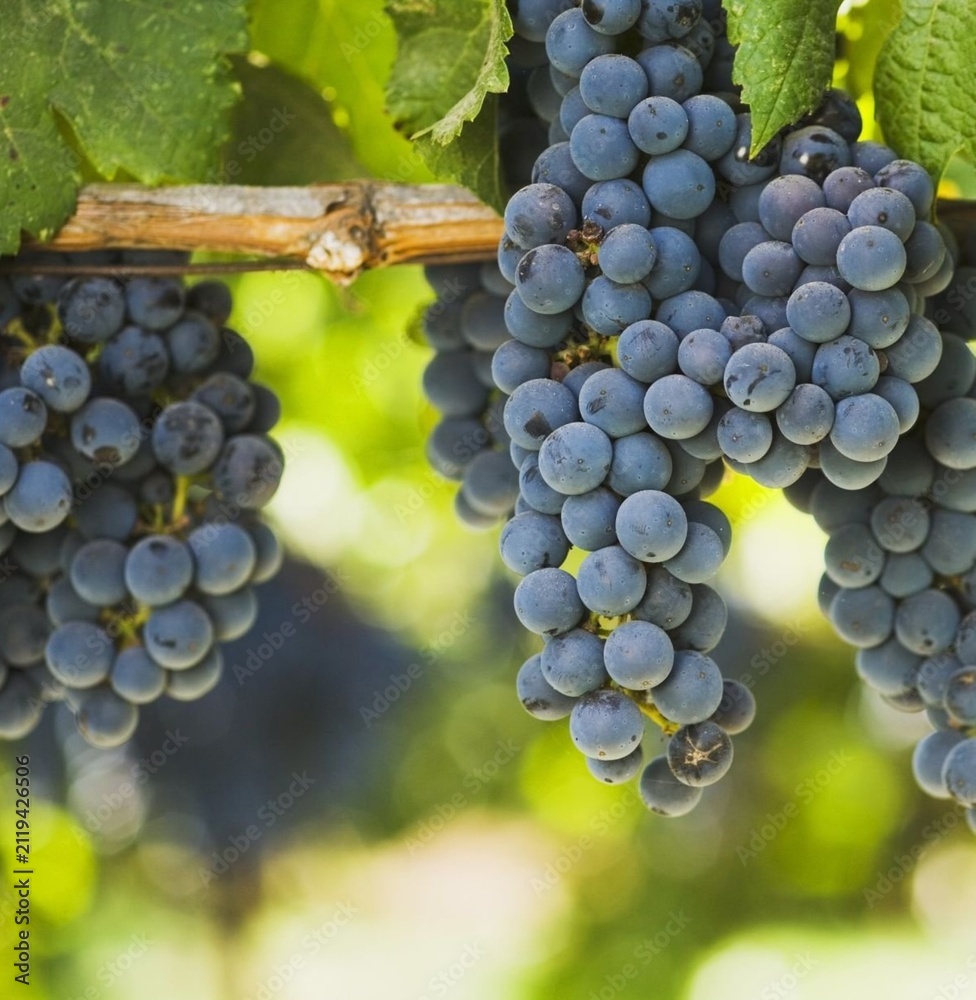 Obraz premium A detailed close-up of ripe grape clusters growing on the vine in a lush vineyard.