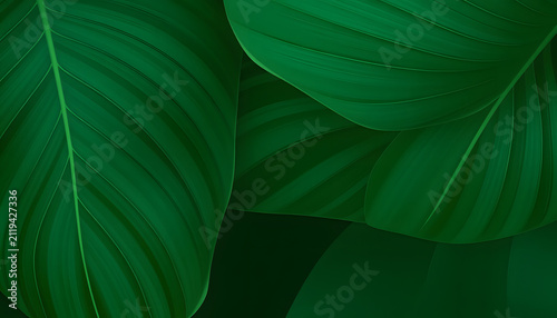 abstract green leaf texture, tropical leaf foliage nature dark green background, vector style. White tone
