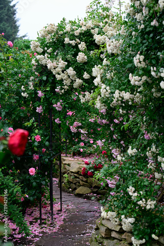 White snow typhoon and pink angela climbing rose arches blooming over garden stone path with fallen petals