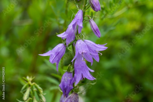 Картината върху платно Purple campanula rapunculoides flower with raindrop blooming in summer garden cl