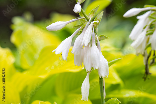 Картината върху платно White hosta plantaginea flower with raindrop blooming in summer garden close up