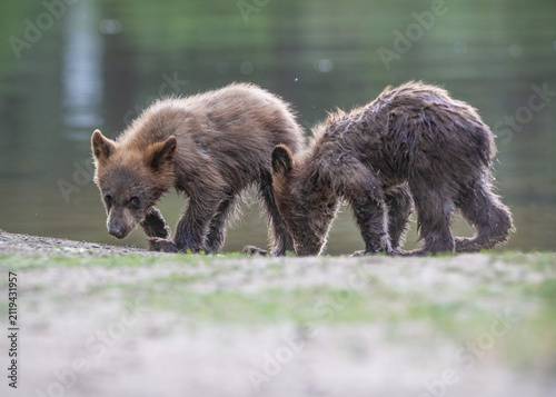 Foto Black bear cubs investigating the shore of a pond