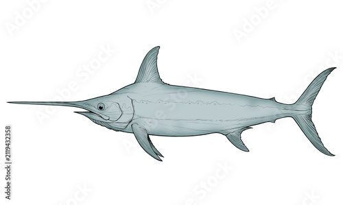 Swordfish illustration, side view, hand-drawn sketch