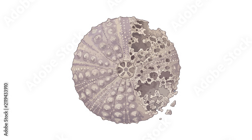 A vivid illustration of ocean acidification's destructive impact on marine life, featuring a sea urchin shell with advanced structural decay, symbolizing fragile ecosystem health