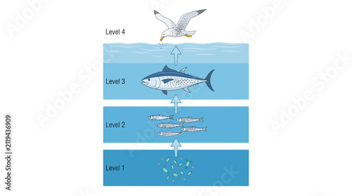 Scientific diagram illustrating marine food chain bioaccumulation across trophic levels from phytoplankton to predatory bird