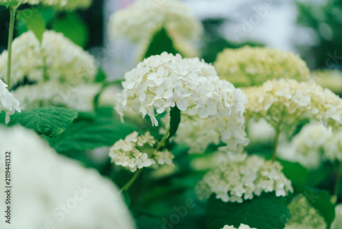 Canvastavla 純白の紫陽花