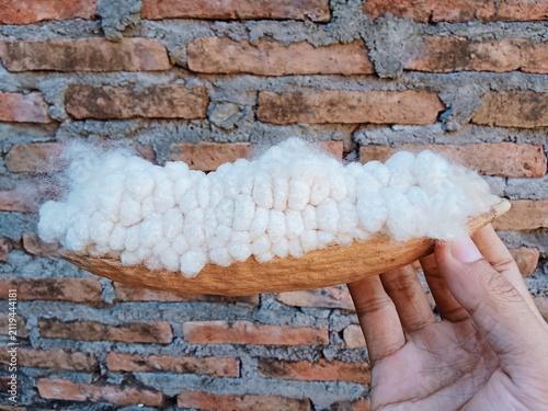 Java cotton isolated on brick wall background.