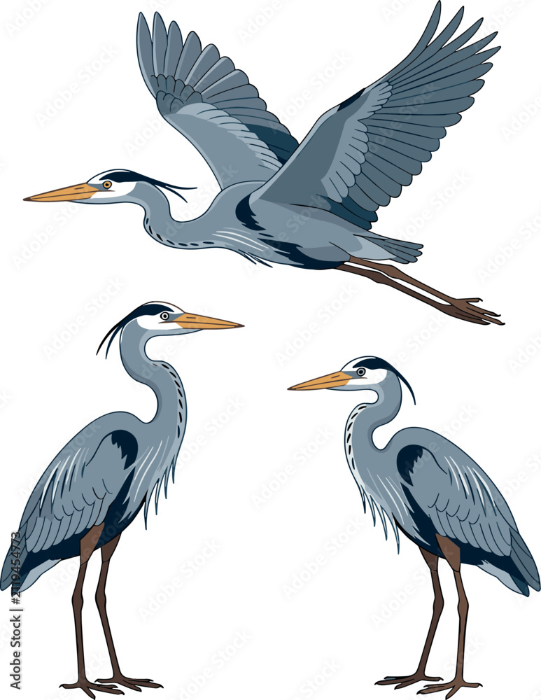 Obraz premium Great blue heron vector illustration set featuring realistic majestic wild water birds flying and standing isolated on a clean white background