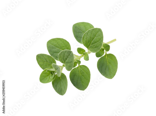 Fresh Oregano Sprig with Vibrant Green Leaves Isolated on Black Background for Culinary Herb Packaging and Italian Food Cooking Recipes