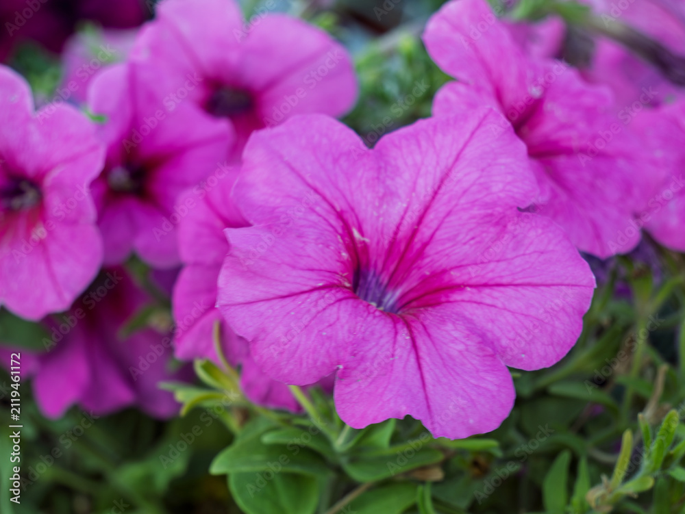 Obraz premium Vibrant Pink Petunias Blooming Under Bright Sunlight