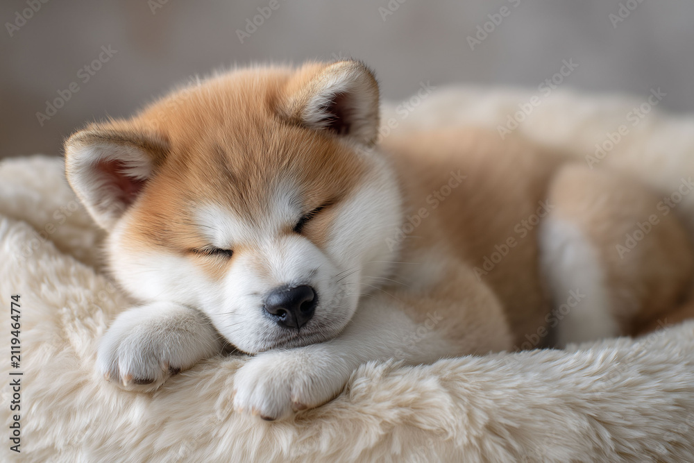 Fototapeta premium 優しい瞳が印象的な日本犬・秋田犬の子犬ポートレート