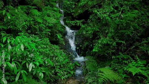 Lush green waterfall in dense forest jungle